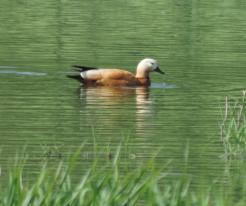 Samec husice rezavé / Male of Ruddy Shelduck, Mířkov, pond Glázr I, May 16th 2020