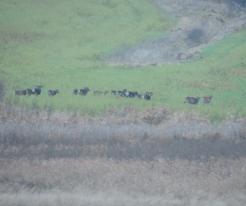 Mufloni / Moufflons, Dec 24th 2020, Jivjany, Domažlice district