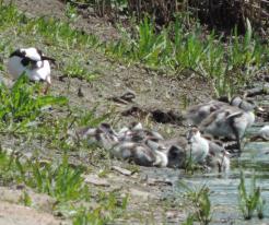 Husice liščí / Shelducks, Vrbenské ponds, České Budějovice, May 19th 2020