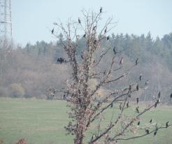 Kormoráni velcí na rybníku v Merklíně / Cormorants pond in Merklín