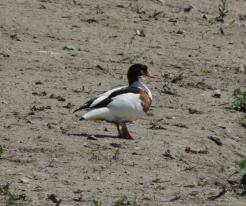 Husice liščí / Shelduck, Vrbenské ponds, České Budějovice, May 19th 2020