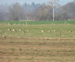 Husice nilské / Egyptian geese, Okrouhlá, district Cheb, Dec 28th 2020
