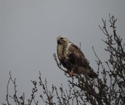 Káně rousná juv. / juvenile Rough-legged Buzzard, Dec 24th 2020, Prostiboř, Tachov district