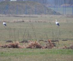 Přezimující čápi bílí / Overwintering White Storks, Dobřany, river Radbuza, Jan 23th 2021
