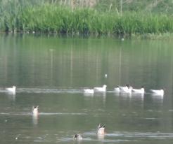 Rackové černohlaví / Mediterranean Gulls, Ves Touškov, May 9th 2020