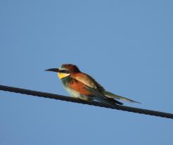 Vlha pestrá / European Bee-eater, Darmyšl, 14. 5. 2022 / May 14 th 2022 © L. Schröpfer