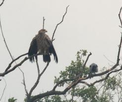 Orel královský / Imperial Eagle, Sep 24th 2020, Kojetín, Moravia (photo by Honza G.)