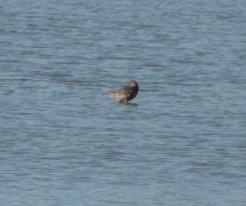 Vodouš tmavý / Spotted Redshank, Žerovice-Dnešice, Apr 25th 2020