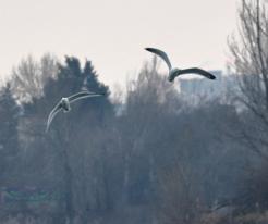 Racci / Gulls, Bratislava-Zlaté piesky, Dec 29th 2022 © P. Růžek