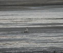 Labuť v nesnázích / Swan in trouble, Jivjany, pond, Nov 30th 2020, © Ivet Havlíčková