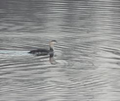 Potáplice malá / Red-throated Loon, České údolí dam, Plzeň, Nov 22nd 2020, © Ivet H.
