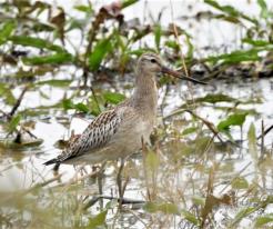 Břehouš rudý / Bar-tailed Godwit, Dolní Dvory, Cheb, Karlovarský region, 15 Sep 2021, © Vladimír Teplý
