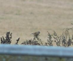 Konopka obecná / Linnet, Racov, Tachov district, Dec 5th 2020, © L. Votrubcová
