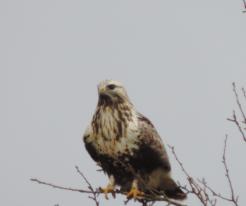 Káně rousná juv. / juvenile Rough-legged Buzzard, Dec 24th 2020, Prostiboř, Tachov district