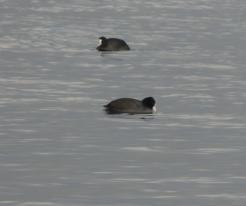 Lyska černá / Coot, jezero (lake) Medard, Nov 18th 2020