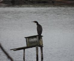 Kormorán velký / Cormorant, Nov 17th 2020, Racov