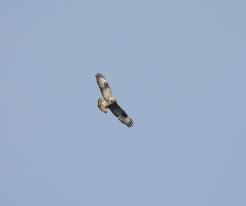 Samec káně rousné / Rough-legged Buzzard male, Okrouhlá, district Cheb, Dec 28th 2020