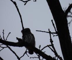 Kulíšek nejmenší / Pygmy Owl, Holýšov, Mar 4th 2021