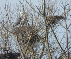 Volavky na hnízdišti / Grey Herons in colony, Přehýšov, Feb 20th 2021, © Ivet Havlíčková