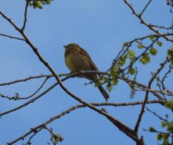 Strnad cvrčivý Emberiza cirlus 19. 3. 2025 Caspé, AR