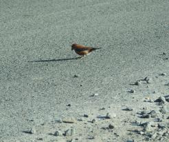 Samce křiky / Male of Crossbill, Milevo, Apr 10th 2020