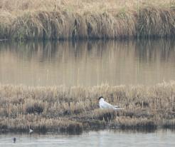 Rybák velkozobý / Caspian Tern, Líně, Apr 17th 2021, © Ivet Havlíčková