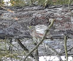 Kulíšek nejmenší / Pygmy Owl, forest near Honezovice, Dec 31st 2020