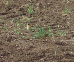 Bramborníček hnědý / Whinchat, Zbůch, Apr 19th 2020