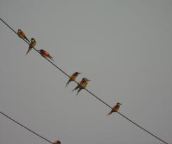 Vlha pestrá / European Bee-eater, Staré Sedlo, 14. 5. 2022 / May 14 th 2022 © L. Schröpfer