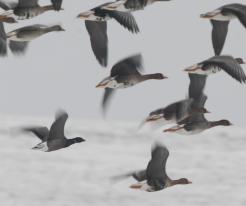Berneška tmavá / Brent Goose, Drnholec, 27 Dec 2021, © J. Studecký
