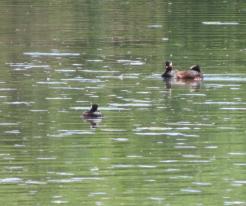 Potápky černokrké / Black-necked Grebes, Vrbenské ponds, České Budějovice, May 19th 2020