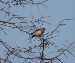 Vlaštovka skalní / Red-rumped Swallow, Apr 27th 2021, Plzeň, přehrada České údolí 