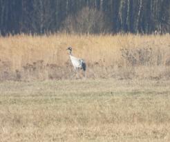 Jeřáb popelavý / Crane, Jánský mokřad wetland, Feb 20th 2021, © Ivet Havlíčková