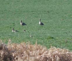 Husy běločelé / White-fronted Goose, Zbůch, Mar 15th 2020