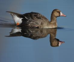 Husa běločelá / White-fronted Goose, May 8th 2021, Zbůch, Odval pond