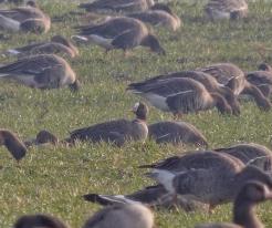 Husa malá / Lesser white-fronted Goose, Pasohlávky, Dec 29th 2022 © J. Studecký
