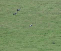 Jeřáb popelavý, asi rodina / Crane, Mezholezy, Aug 23rd 2020, probably family