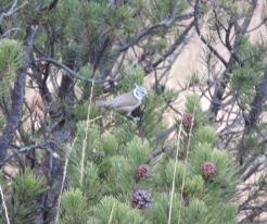 Sýkora parukářka / Crested Tit, Nov 15th 2020, Modrava, Šumava / Bohemian Forest