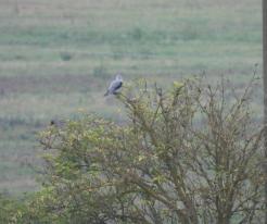 Luněc šedý / Black-shouldered Hawk, Chotěšov, Pilsen south district, 11th September 2021