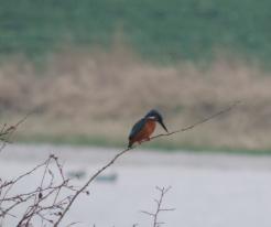 Ledňáček říční / Kingfisher Mar 20th 2020 Dolní Metelsko