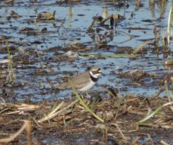 Kulík říční Merklín / Little Ringed Plover pond Merklín