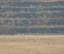 Čejky chocholaté / Lapwings, Líně, Feb 20th 2021, © Ivet Havlíčková