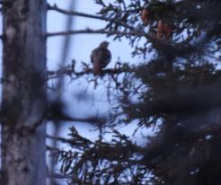 Slepice tetřeva hlušce / Capercaillie female, Kvilda, Apr 23rd 2021