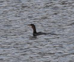 Kormorán malý / Pygmy Cormorant, Dolní Věstonice, Dec 29th 2022 © P. Růžek