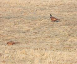Bažanti / Pheasants, Líně, Feb 20th 2021, © Ivet Havlíčková