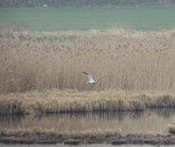 Rybák velkozobý / Caspian Tern, Líně, Apr 17th 2021, © Ivet Havlíčková