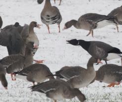 Berneška tmavá / Brent Goose, Drnholec, 27 Dec 2021, © J. Studecký