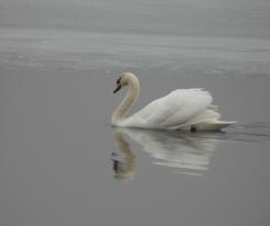 Labuť velká / Mute Swan, Dolní Metelsko, Feb 21st 2021
