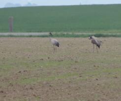 Jeřábi popelaví / Cranes, Velký Malahov, May 9th 2020