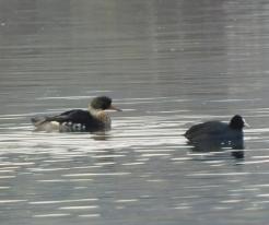Morčák prostřední / Red-breasted Merganser, Velký Bolevecký pond, Plzeň, Nov 22nd 2020, © Lucka V.